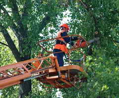 В Новокузнецке дерево опрокинуло подъёмник